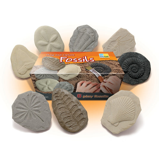 Fossils Sensory Stones *Preorder May 7*