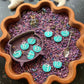 Enchanted Elixir Limited Edition Sensory Play Kit